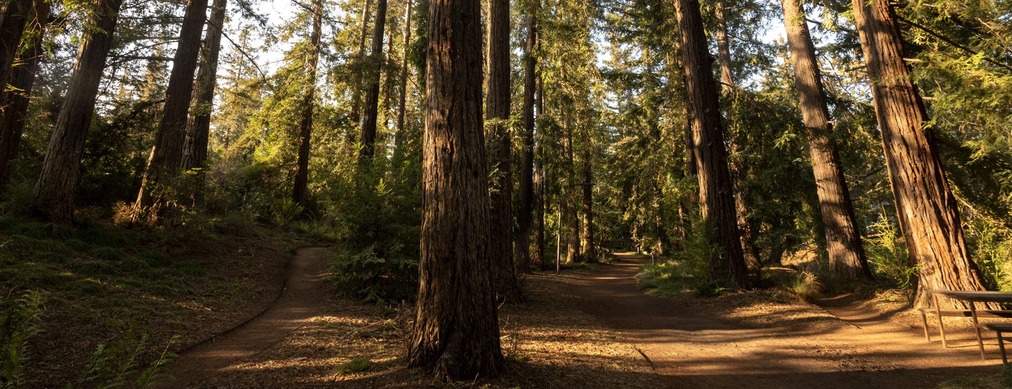 Redwoods on campus