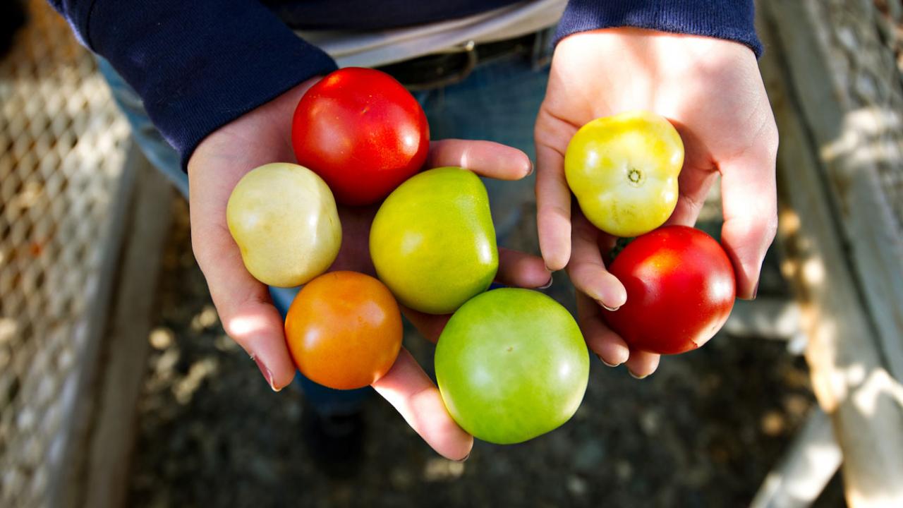 Aggie Tomatoes